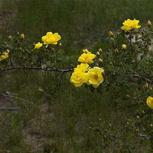 Harison's_yellow_rose_X6056718_06-05-2018-001