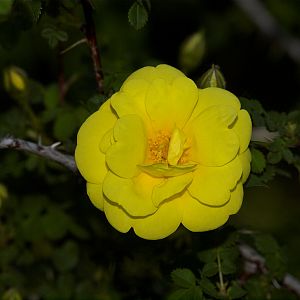 Harison's_yellow_rose_X6046693_06-04-2018-001