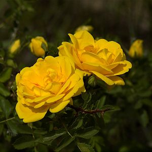 Persian_yellow_rose_X6056705_06-05-2018-001
