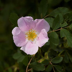 Wood's_rose_X6056719_06-05-2018-001