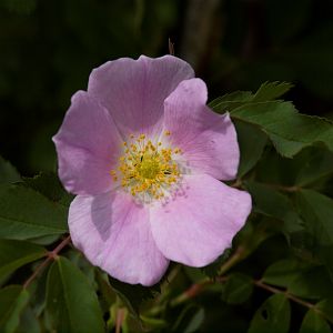 Wood's_rose_X6056720_06-05-2018-001
