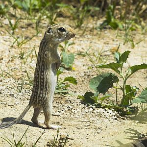 Ground_squirrel_P6208580_06-20-2006-001