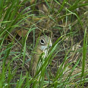 Ground_squirrel_P5171404_05-17-2007-001