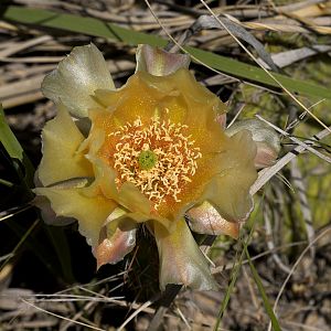 Prickly_pear_cactus_U6124014_06-12-2018-001