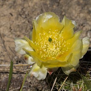 Prickly_pear_cactus_U6124028_06-12-2018-001