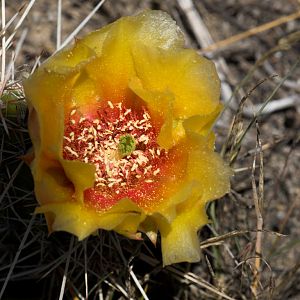 Prickly_pear_cactus_U6124031_06-12-2018-001