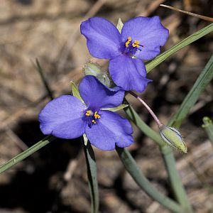Spiderwort_U6124027_06-12-2018-001