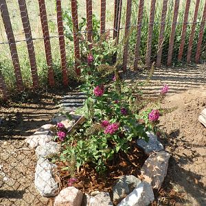 Butterfly Bush In Chicken Run