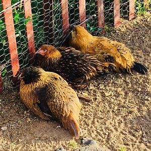 Happy Chicks In Chicken Run