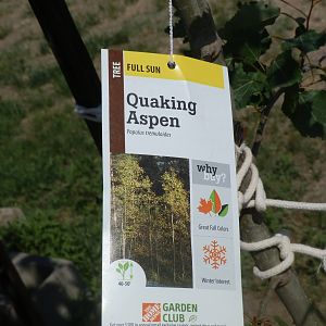 Quaking Aspen Tree Tag