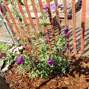 Royal Red Butterfly Bush 1