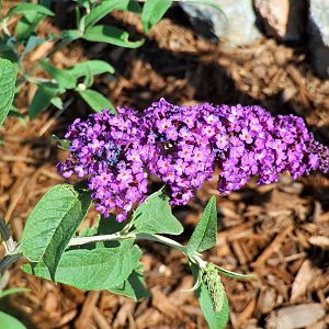 Royal Red Butterfly Bush 2