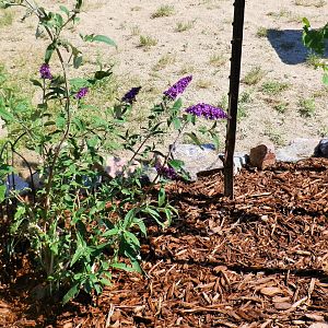 Royal Red ButterFly Bush With Quaking Aspen Tree