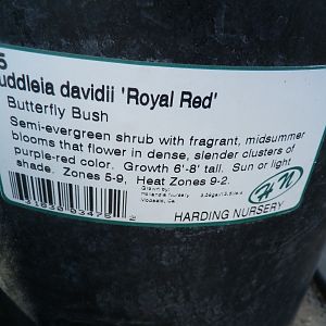 Royal Red Butterfly Bush Tag