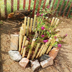 Butterfly Bush Chicken Proof 2