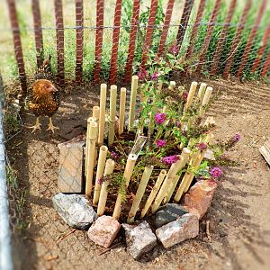 Butterfly Bush Chicken Proof 3