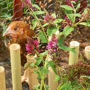 Butterfly Bush Chicken Proof