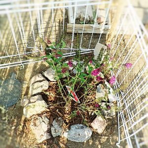 Butterfly Bush In The Chicken Run The Next Day