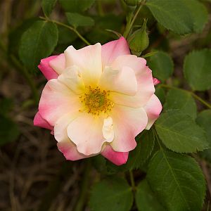 Campfire_rose_X6166781_06-16-2018-001
