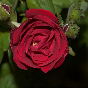 Emily_Carr_rose_X6166784_06-16-2018-001