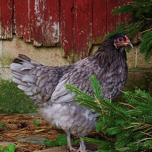 Female Marans X Ameraucana (Olive Egger)