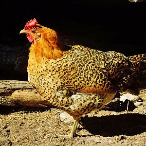 Sicilian Buttercup Hen