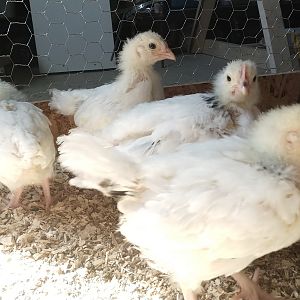 Light Sussex Chicks From Two Separate Champion European Lines