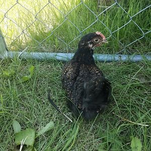 Barnevelder Chick