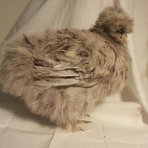 Splash Silkie Hen
