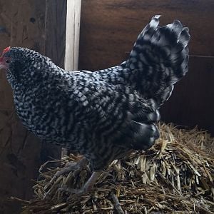 Single factor cuckoo d'Anvers bantam rooster over Dominique hen