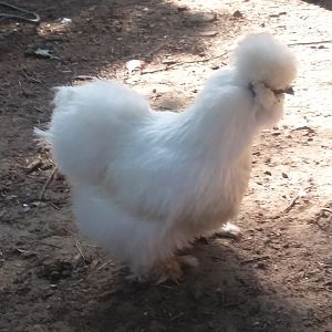 White Silkie Hen