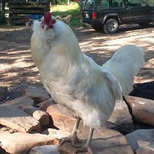 White Ameraucana Rooster