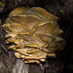 Oyster_mushrooms_X6176797_06-17-2018-001