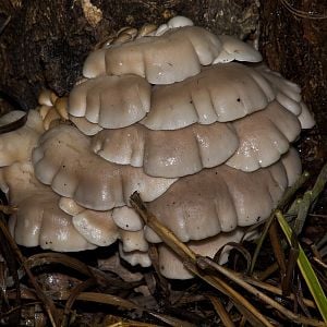 Oyster_mushrooms_X6176793_06-17-2018-001
