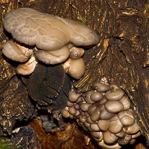 Oyster_mushrooms_X6176795_06-17-2018-001