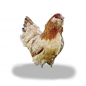 Wheaten Ameraucana Hen