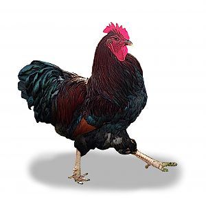 Partridge Plymouth Rock Rooster