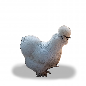 White SIlkie Hen