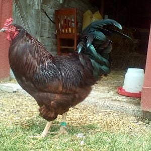 Buckeye Cock