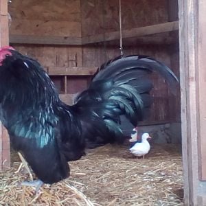 Black d'Anver rooster