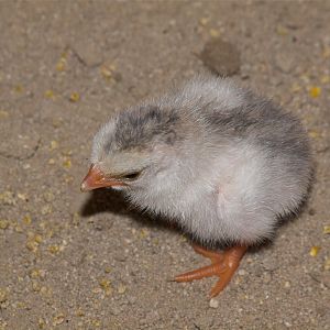 Coral_blue_keet_X6276894_06-27-2018-001