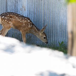 Fawn_X6266860_06-26-2018-001
