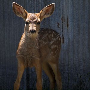 Fawn_X6266878_06-26-2018-001