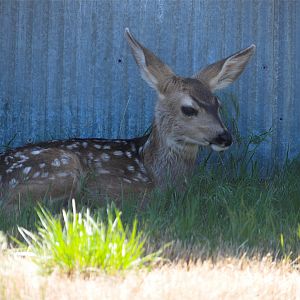 Fawn_X6266886_06-26-2018-001