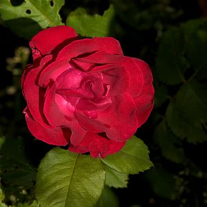 Emily_Carr_rose_X6216838_06-21-2018-001
