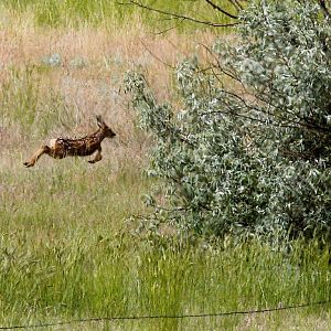 Fawn_X6196809_06-19-2018-001