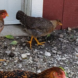 Chicks
