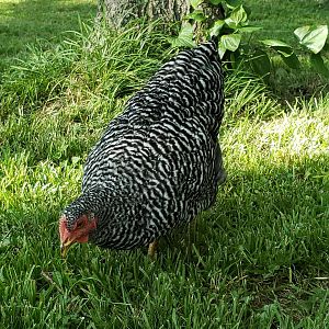 Chicks2
