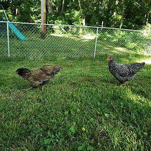 Chicks3