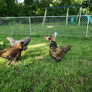 Chicks4